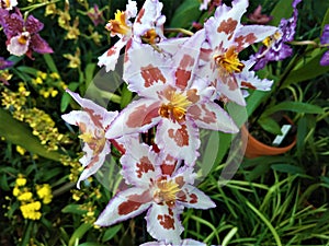 White Odontoglossum blossom pink middle yellow heart