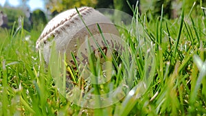 White old baseball ball on fresh green grass with copy space closeup. American sports baseball game