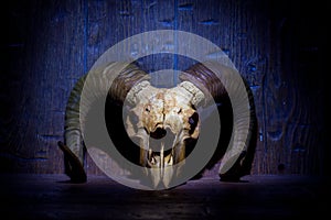 White old ram skull on blue wooden wall