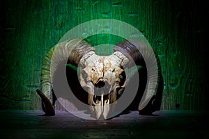 White old ram skull on green wooden wall