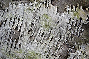 White old wooden fence. wood palisade background. planks texture