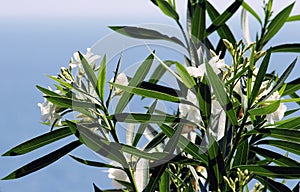 White Oleander photo