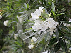 White oleander photo