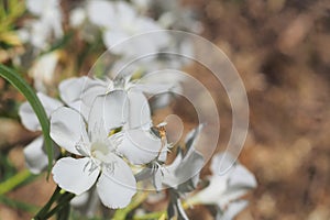 White oleander flower in the foreground