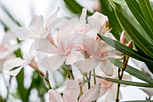 White Oleander flowers