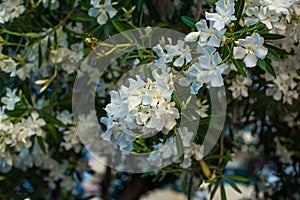 White oleander flowers on a branch