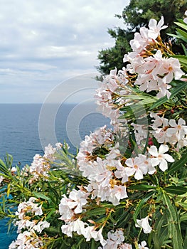 White oleander flowers close-up against the background of the blue mediterranean sea in Turkey, Kusadasi. Summer