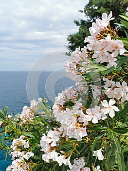 White oleander flowers close-up against the background of the blue mediterranean sea in Turkey, Kusadasi. Summer