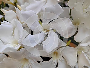 White Oleander flowers closeup view