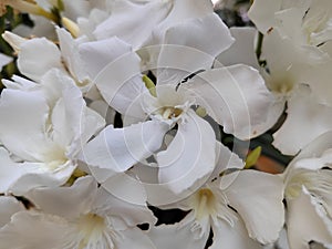 White Oleander flowers closeup view photo