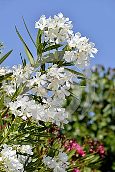 White oleander flowers