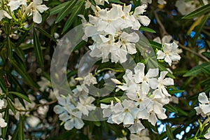 White oleander tree