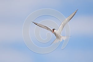 White ?ommon tern, Sterna hirundo, screaming at the intruders while flying