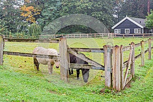 White and one black pony between the wooden fences on an equestrian farm