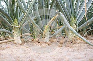 White onion bulbs. Ground view