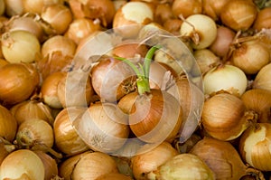 White onion bulk