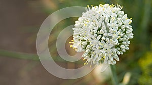 White Onion flower. Flowering onions, also called alliums. Macro of blooming onion flower head.