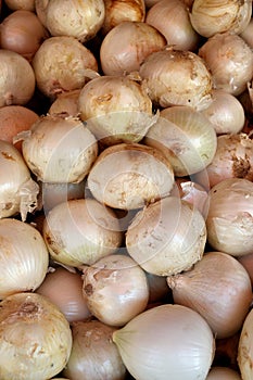 White onions