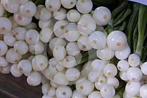 White Onions  835978