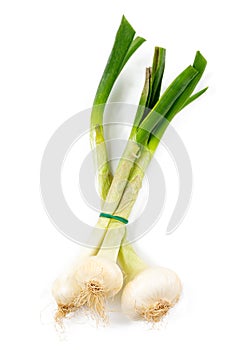 WHITE ONIONS allium cepa AGAINST WHITE BACKGROUND CULINARY INGREDIENT
