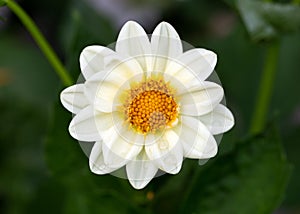 white open-centred dahlia flower in summer cottage garden photo