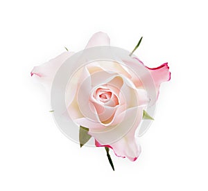 White opened rose bud isolated on white top view