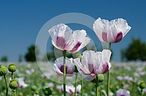 White opium poppy field