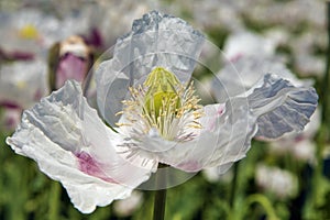 white opium poppy flower, in latin papaver somniferum