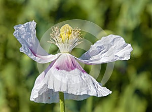 white opium poppy flower, in latin papaver somniferum