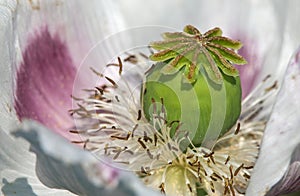 white opium poppy flower, in latin papaver somniferum