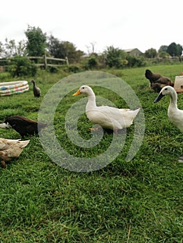 White orange beak duck