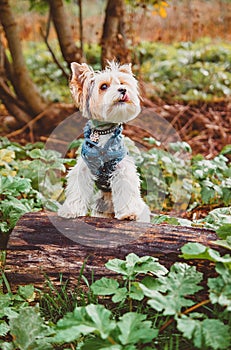 A white orange beaver Yorkshire Terrier dog dressed in a knitted sweater walks through the woods and does exercises on a tree log.