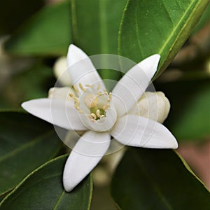 A white Orange blossom