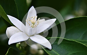 A white Orange blossom