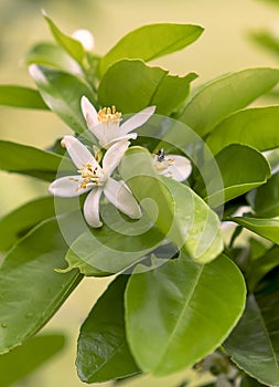 White orange blossom flowers