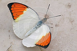 White & Orange butterfly