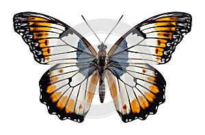 White orange butterfly with spread wings cut out on a white background. Generative AI illustration