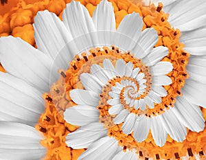White orange camomile daisy cosmos kosmeya flower spiral abstract fractal effect pattern background White flower spiral abstract.