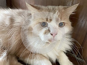 white orange cat on brown wooden background. cat looking at camera