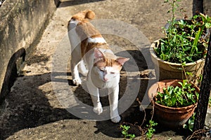 A white-orange cat with eyes closed