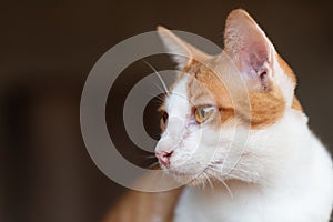 White and orange cat looking something