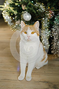 White and orange cat sitting by christmas tree with ornaments and tinsel