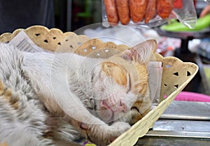 White and Orange Cat Sleeping in A Basket