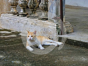 White and orange color cat relax on old cement floor