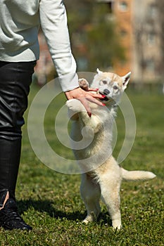 White and orange color Siberian Husky dog playing with woman fingers while standing on back legs