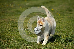 White and orange color Siberian Husky puppy playing on the grass