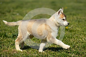 White and orange color Siberian Husky puppy playing on the grass