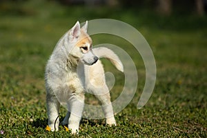White and orange color Siberian Husky puppy playing on the grass
