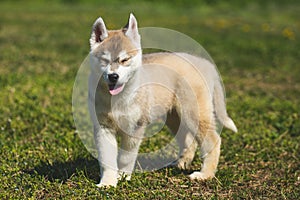 White and orange color Siberian Husky puppy playing on the grass