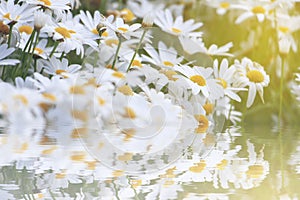 White and orange daisies in the garden with water reflection